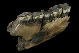 Fossil Rhino (Stephanorhinus) Mandible Section - Germany #149769-3